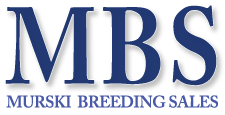 Murski Breeding Sales